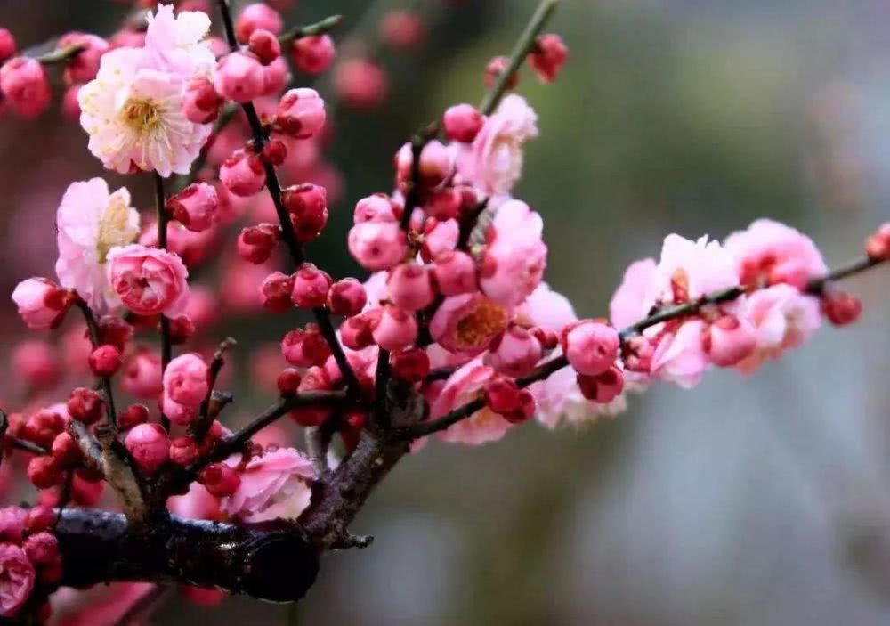 怎么养寒香梅,寒梅的养殖方法