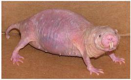 属鼠初一到三十,属鼠生在初一好吗