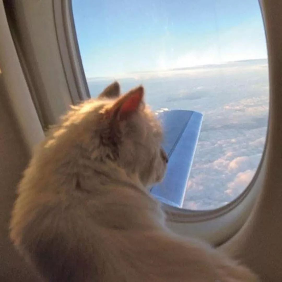 继承老佛爷遗产的猫怎么样了,老佛爷的猫咪现在怎么样了