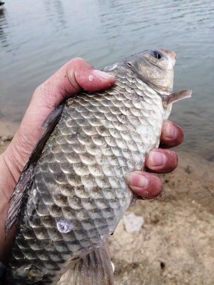 晚春钓鱼秘诀大全,早春钓鱼四字口诀