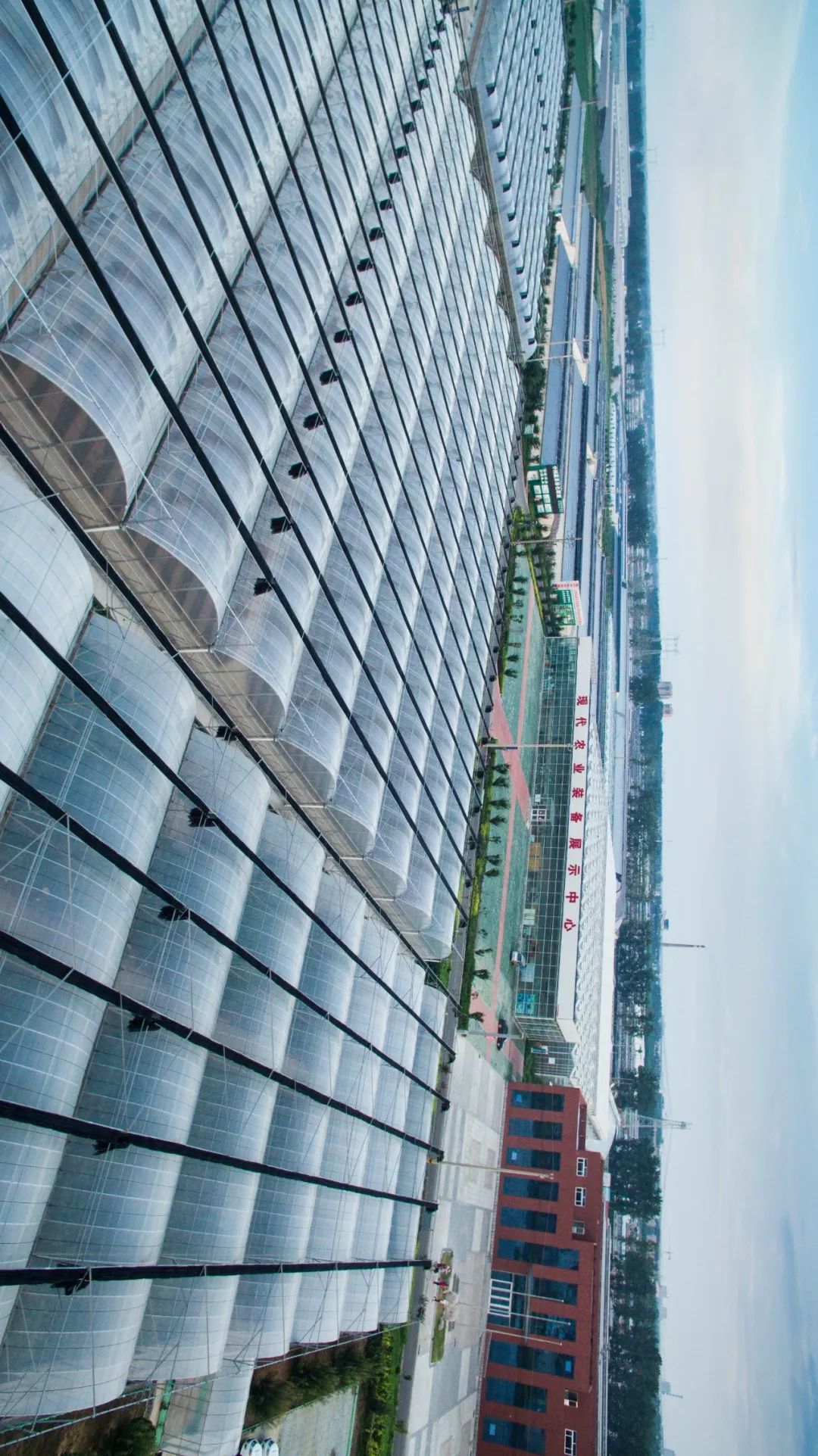 按吨起步支援湖北的蔬菜，背后是世界第一硬核蔬菜大国