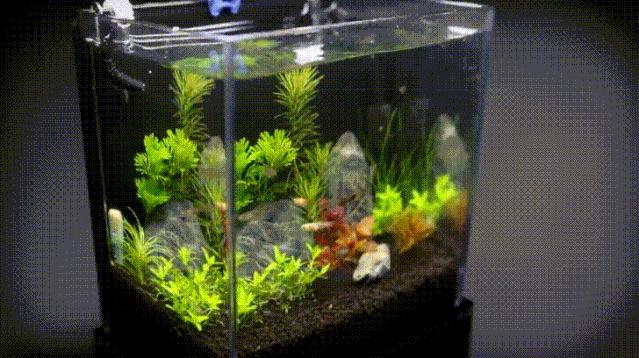 没有过滤的造景缸,没有造景的鱼缸好看吗