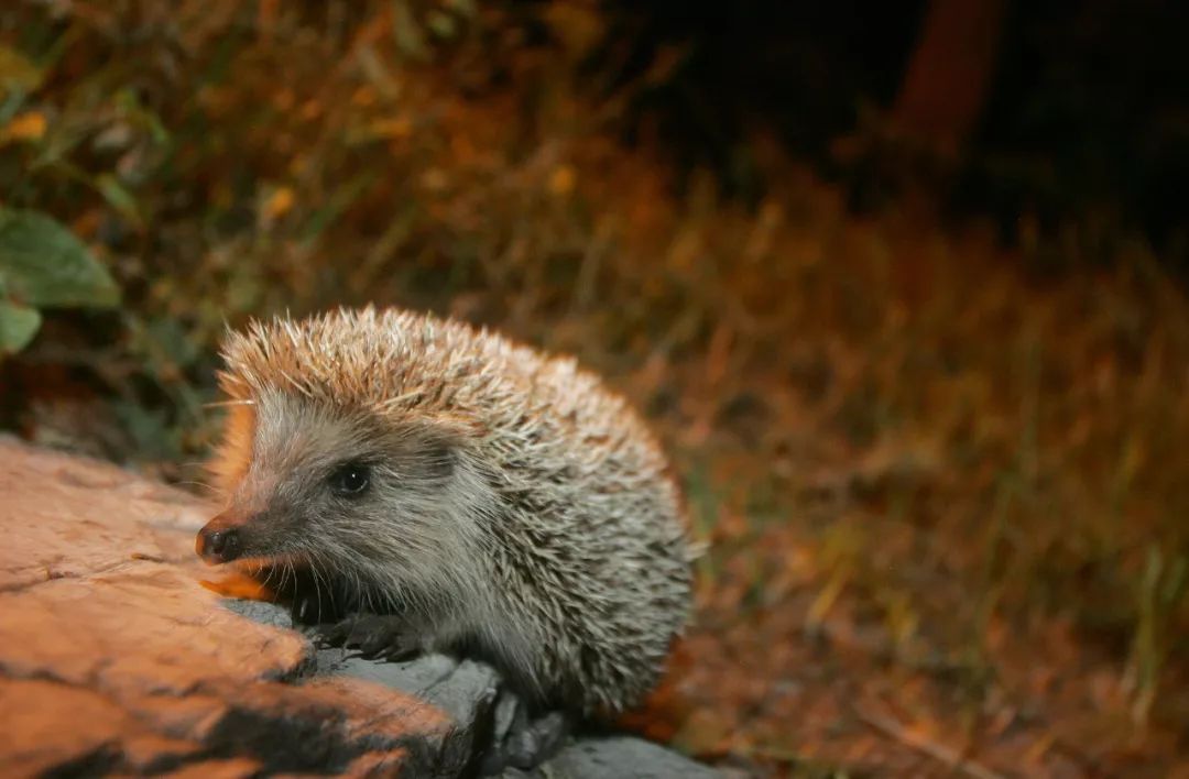 新冠阳性居住环境如何消杀,新冠肺炎环境消杀演练方案