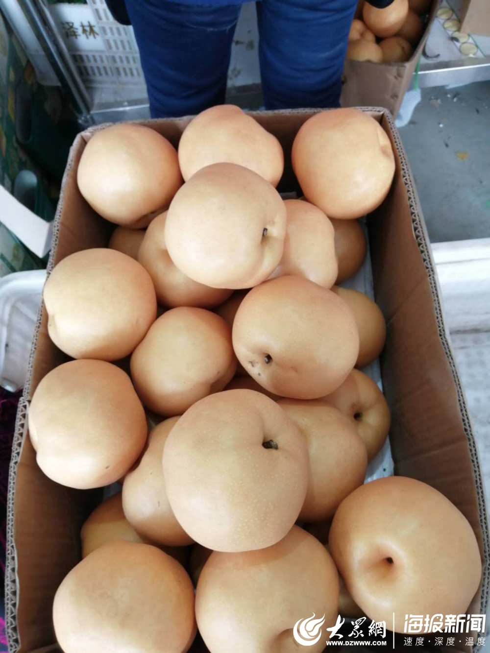 梨滞销的新闻稿件,滞销的梨