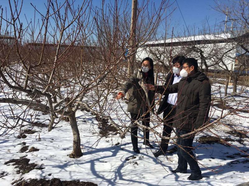 潍坊临朐：科技“小分队”服务到地头农户“恣”心头