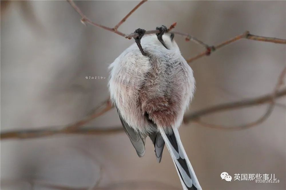 同样是冬天胖成球,凭什么鸟球就这么可爱