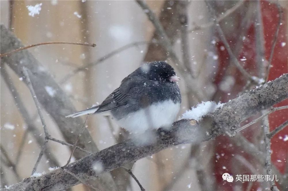 同样是冬天胖成球，凭什么鸟球就这么可爱