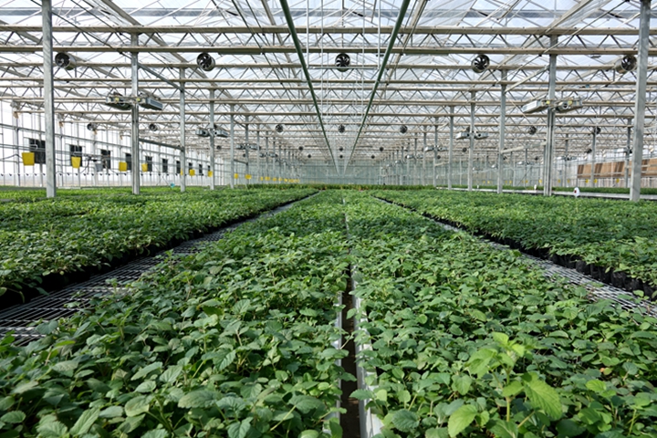 药都安国最新疫情,药都安国中药饮片