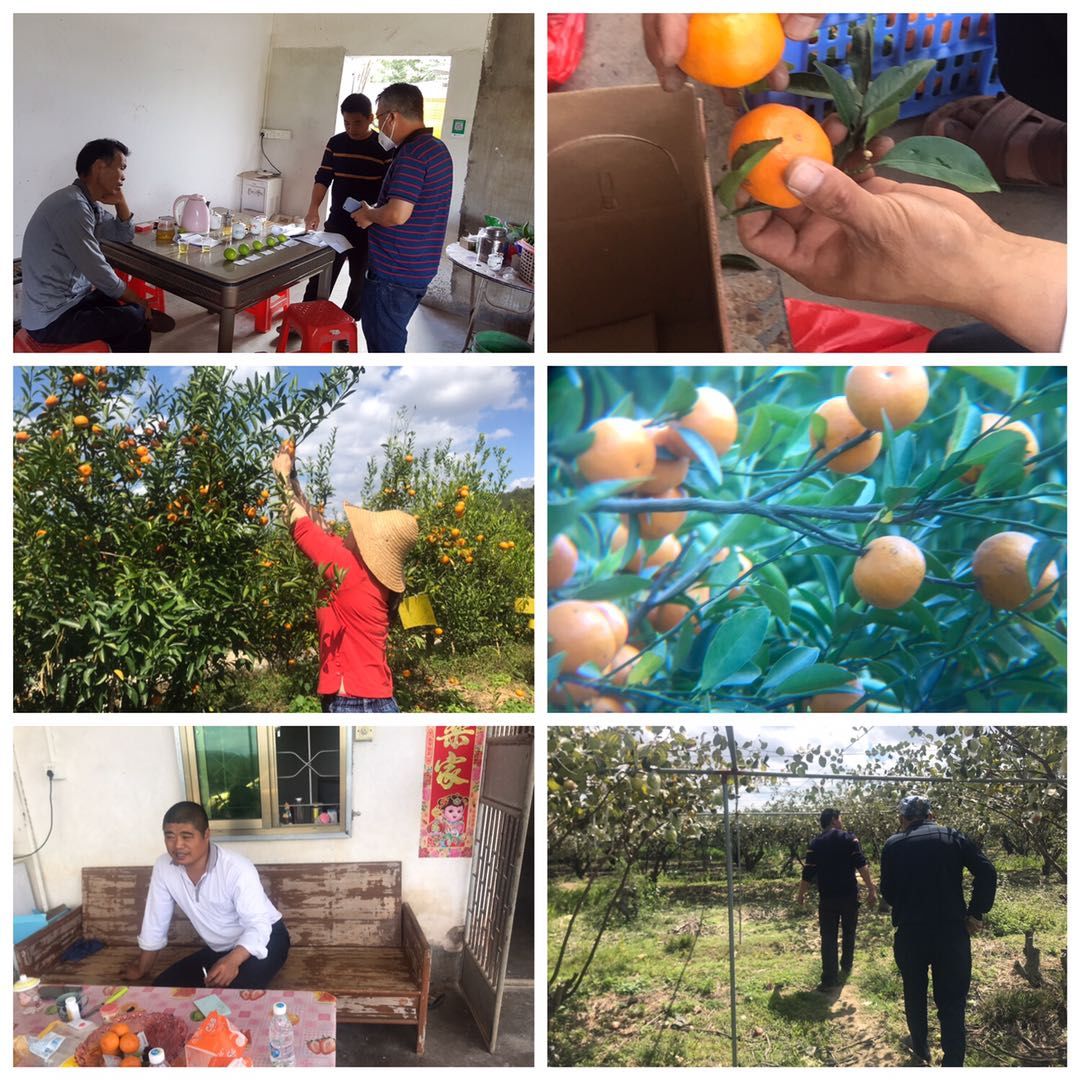 惠民社工助力蔬菜大棚销售,果农滞销爱心助农