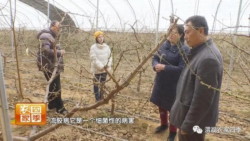 引起桃流胶病的原因是什么,桃子流胶病用什么药治