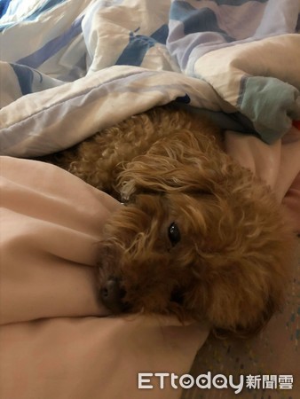 起床找不到枕边犬!爸一进厕所见它“扶墙喝水”