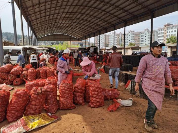 全国最大魔芋市场,富源富村魔芋