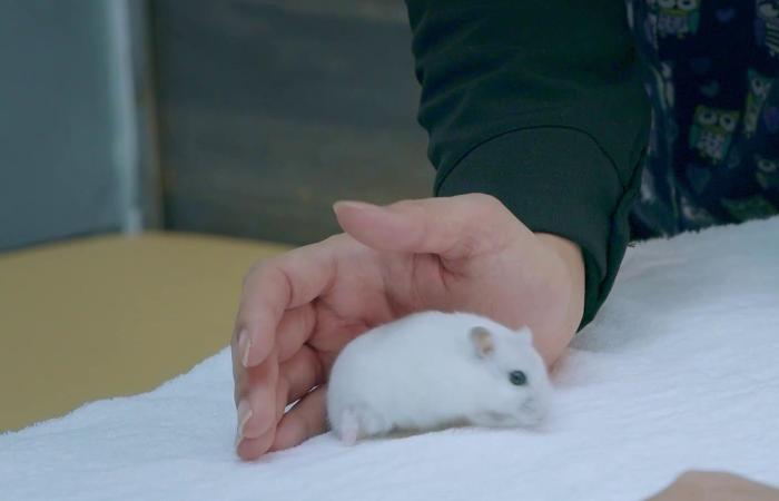 仓鼠骨折包扎的视频,关于仓鼠骨折的视频