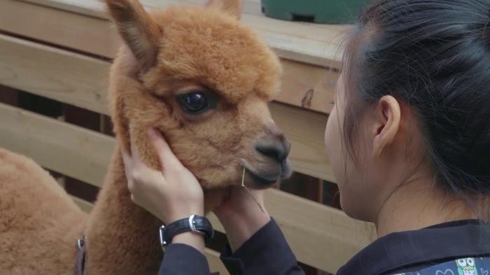 仓鼠骨折包扎的视频,关于仓鼠骨折的视频