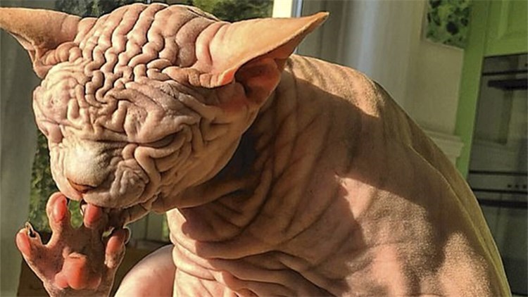 猫咪全身纯白色,猫咪全身无毛的视频