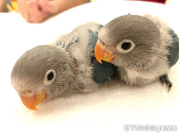 牡丹鹦鹉雏鸟睡觉嘴巴一直动,牡丹鹦鹉睡着了还在唧唧叫