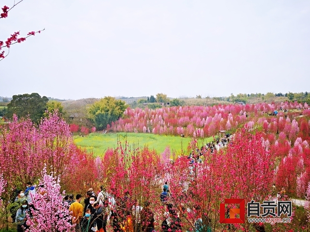 不负*光春**不负卿自贡春季赏花攻略来啦