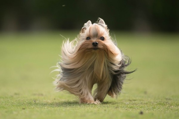 约克夏跑起来的样子,约克夏飞奔视频