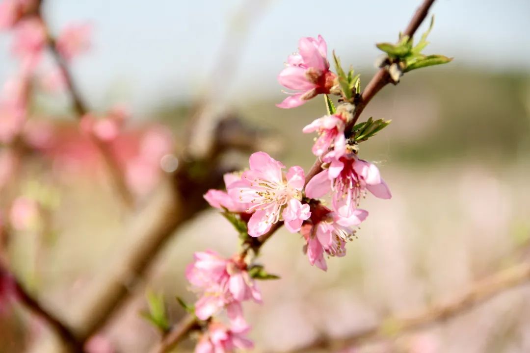 南京赏花地图请收好,江宁赏花好去处