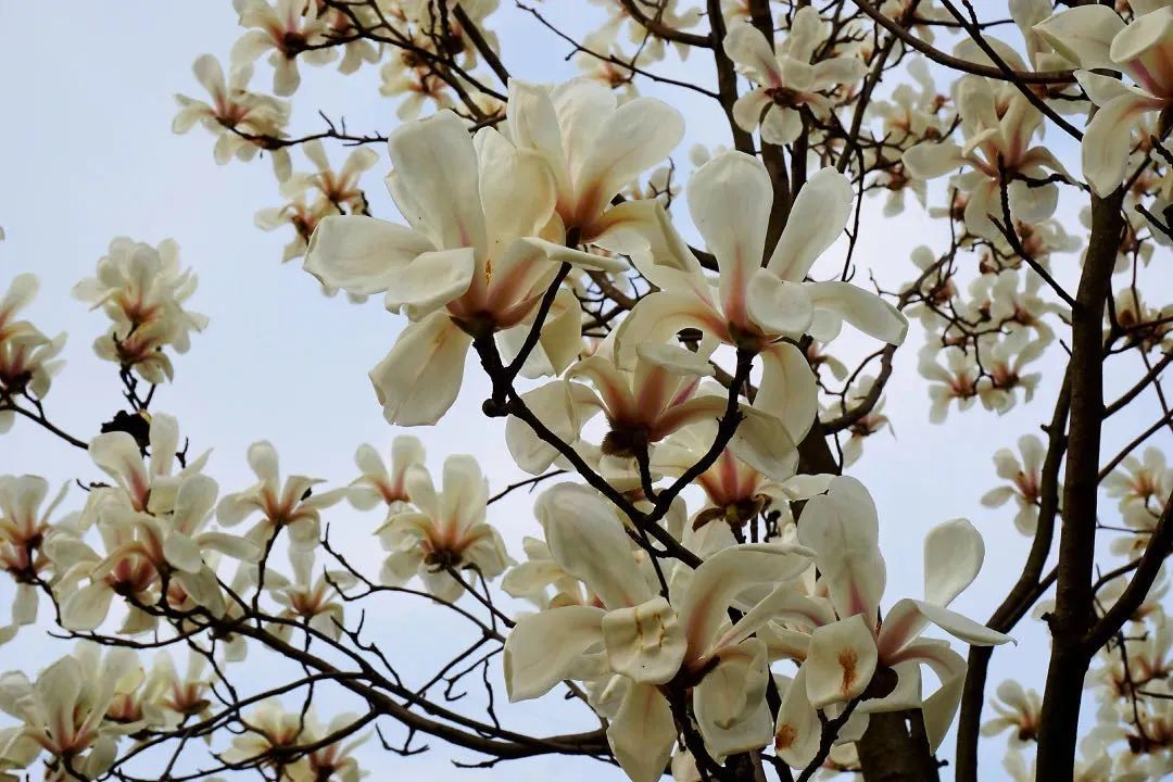 南京赏花地图请收好,江宁赏花好去处
