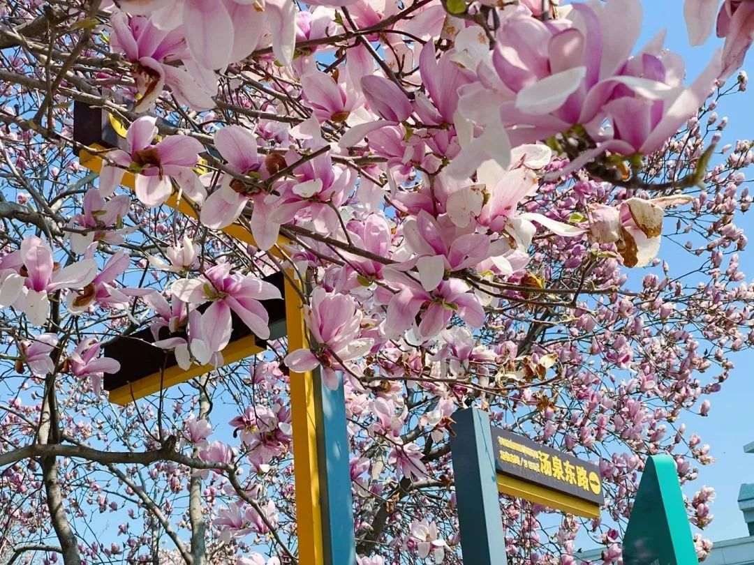 南京赏花地图请收好,江宁赏花好去处