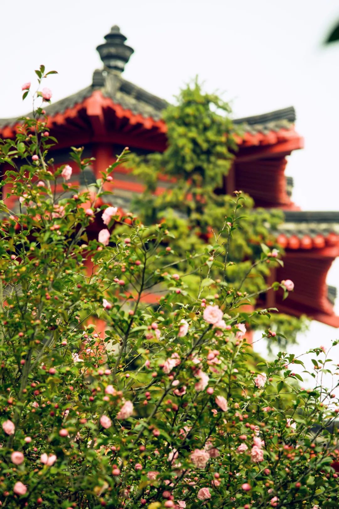 南京赏花地图请收好,江宁赏花好去处