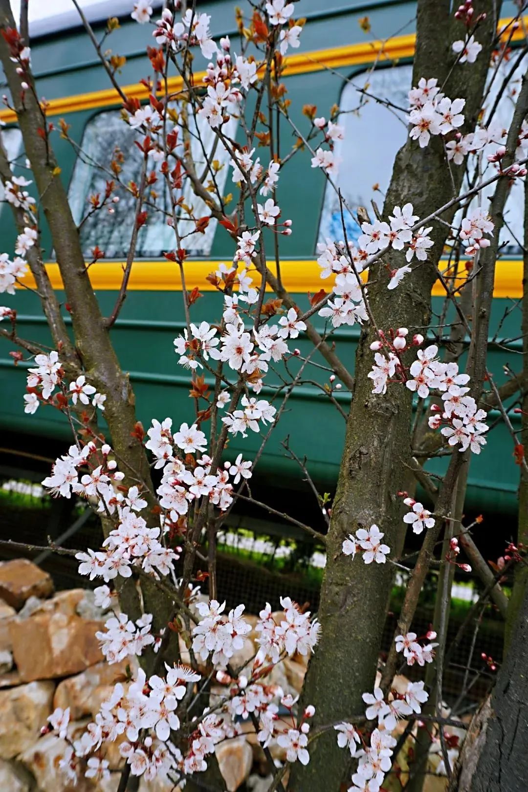 南京赏花地图请收好,江宁赏花好去处