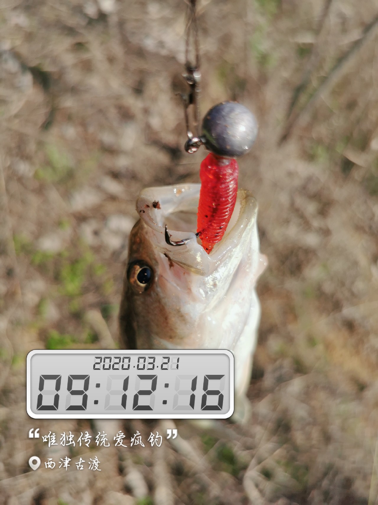 路亚雷强水老鼠,2022路亚雷强视频