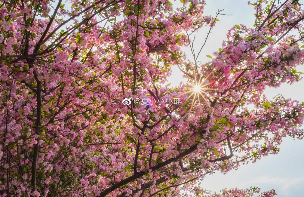 武大樱花雨现场,武大樱花周日还有票吗