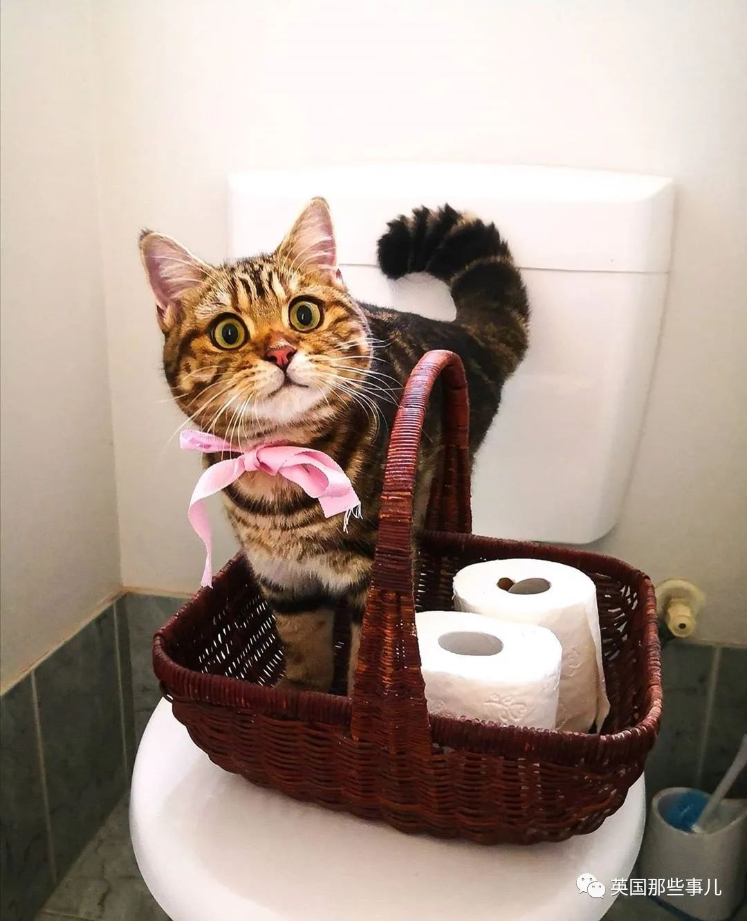 高颜值会笑的橘猫,又可爱又萌萌哒的小橘猫