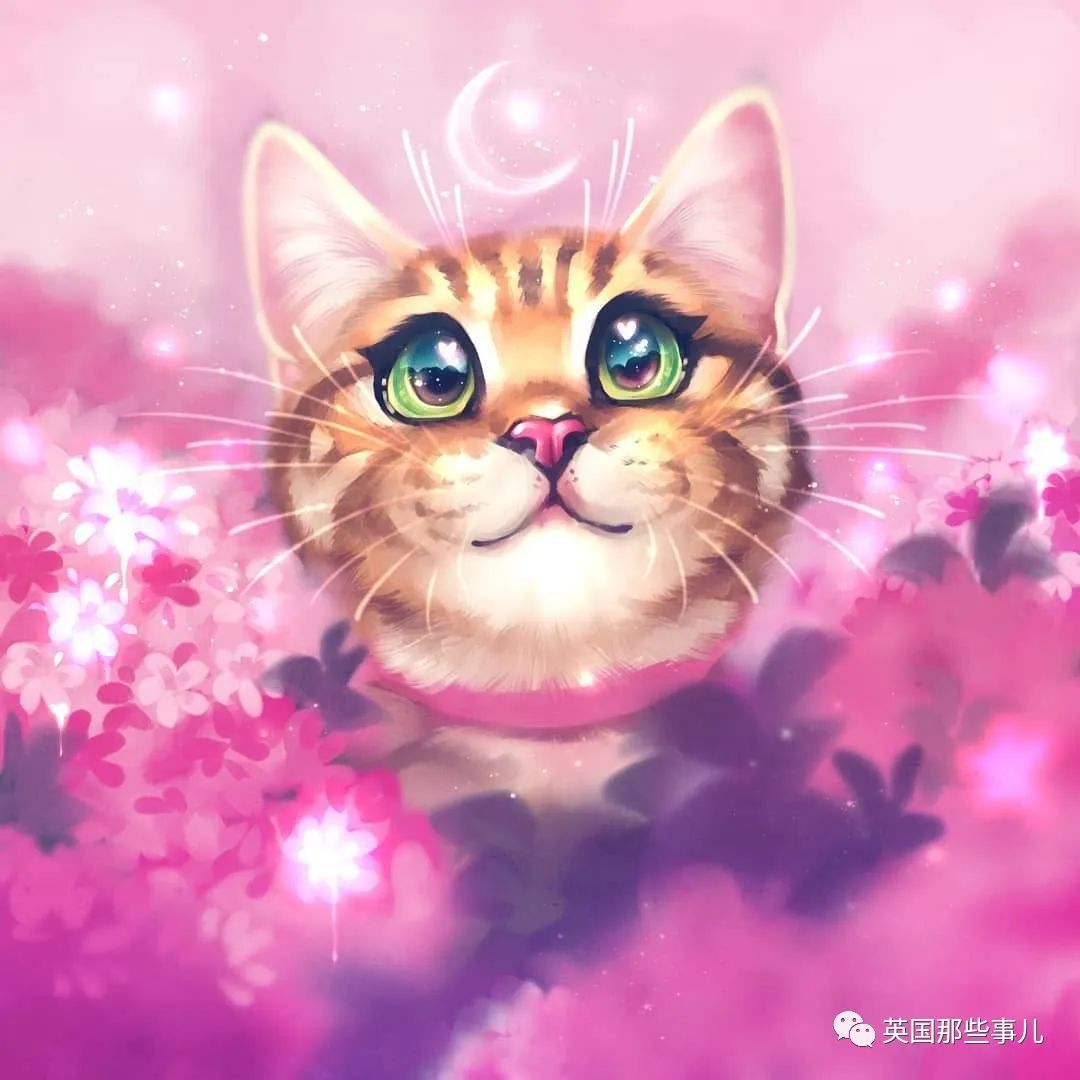 高颜值会笑的橘猫,又可爱又萌萌哒的小橘猫