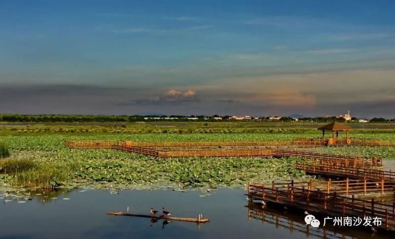 南沙生态田园风光,南沙湿地环境