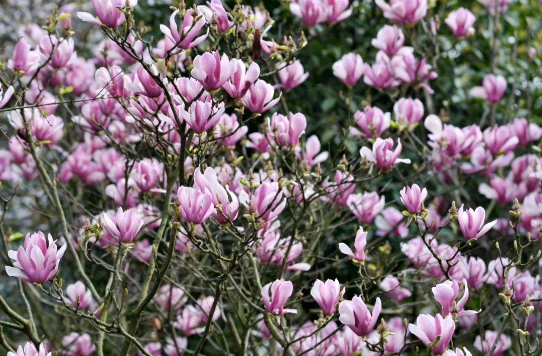 2020春季赏花指南,中国春色,满血复活