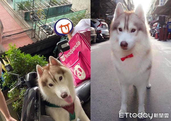 二哈打劫,二哈抢食后续