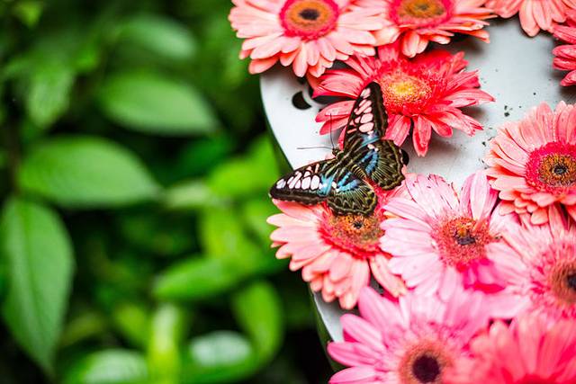 小狮妹骑摩托车,小狮妹最新视频