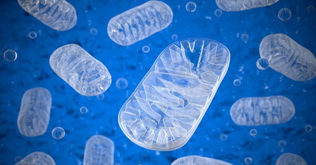 高中生物植物激素知识点总结归纳,高中生物选修三知识点总结归纳