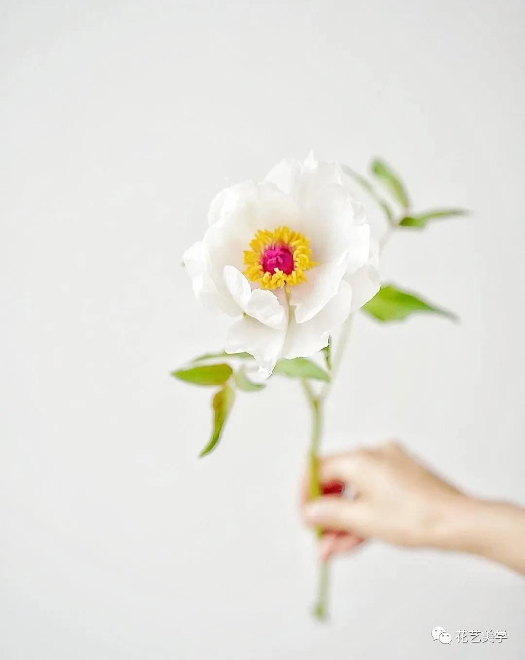 油牡丹有哪些颜色,春季油牡丹图片