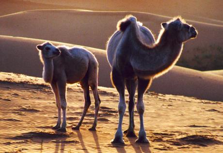 宁夏沙坡头自由行旅游攻略,宁夏旅游沙坡头攻略