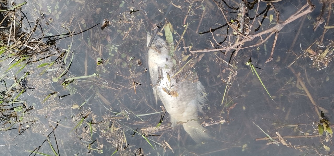 春天红虫钓鱼实战测试,春天矶竿滑漂钓鲫鱼视频