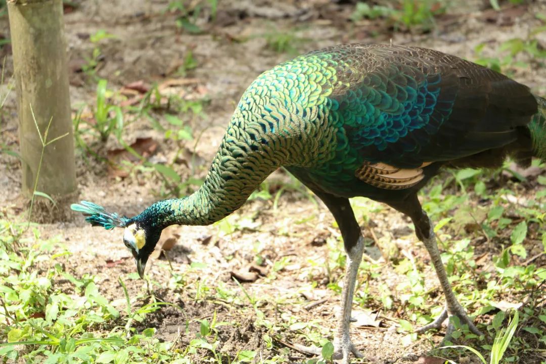 自然之友保护绿孔雀,绿孔雀保护措施