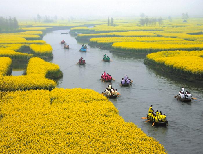 兴化千垛菜花攻略,兴化千垛菜花有多美
