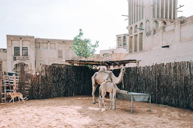 阿联酋迪拜之行,阿联酋迪拜篇