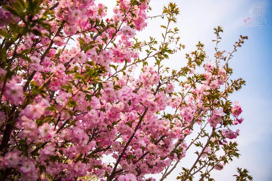 淄博春天踏青好去处,淄博春季踏青