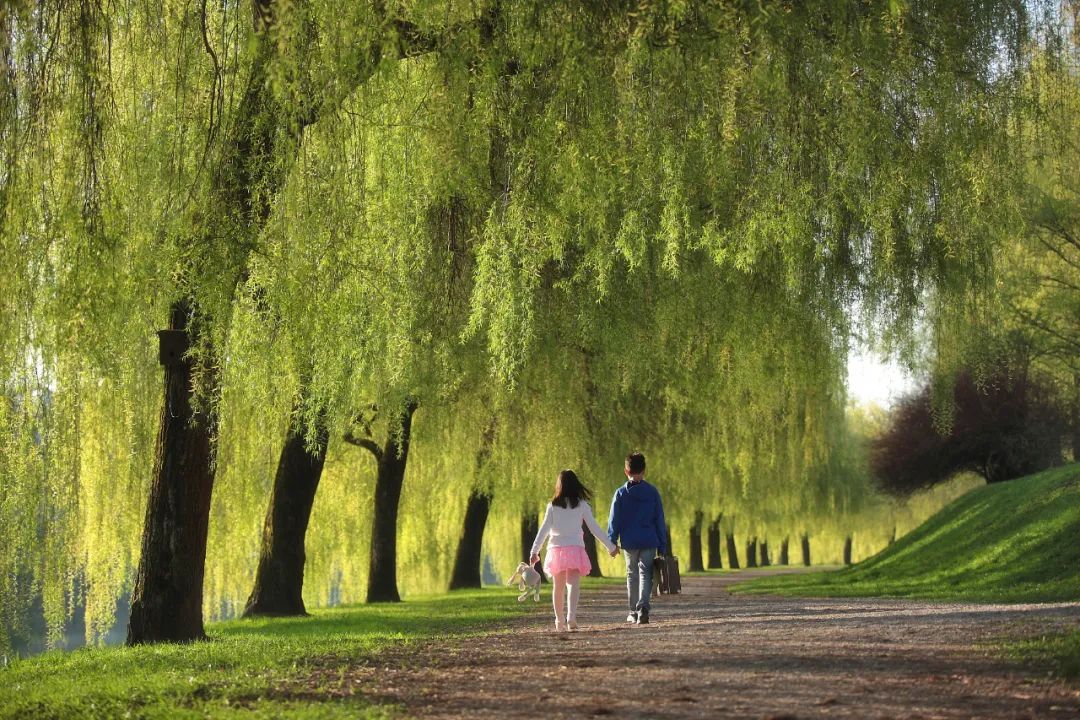 今日清明雨初晴,今日清明共寄哀思