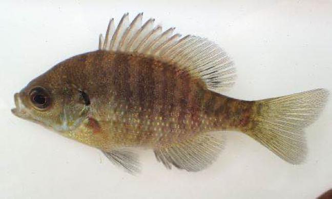 动森能钓黑鲈鱼吗,动森黑鲈鱼出现时间