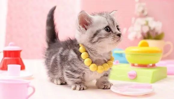 猫是当代年轻人的精神寄托,为什么说猫是最完美的猎手