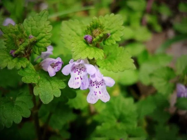 栖霞山植物百科视频,栖霞山上的植物