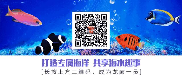 底滤海缸停电怎么办,海缸停电了怎么办