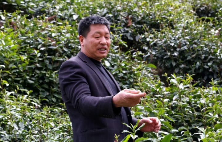 好茶不怕晚，好茶很好喝……今年不容易，好茶还不贵！“特惠版”东坑“雨前茶”今天上线