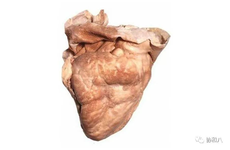 复习这些名解时总觉得怪饿的|协和八·脑洞大开